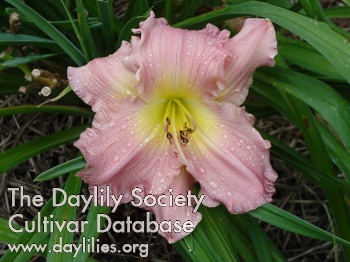 Daylily Jolyene Nichole